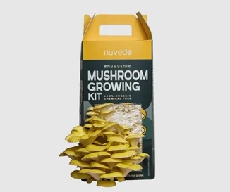mushroom-box-main.webp